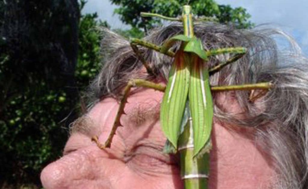 Kandanga man Denis Hoffman holds still as a giant goliath stick insect clambers over his face. Kandanga man Denis Hoffman holds still as a giant goliath stick insect clambers over his face.